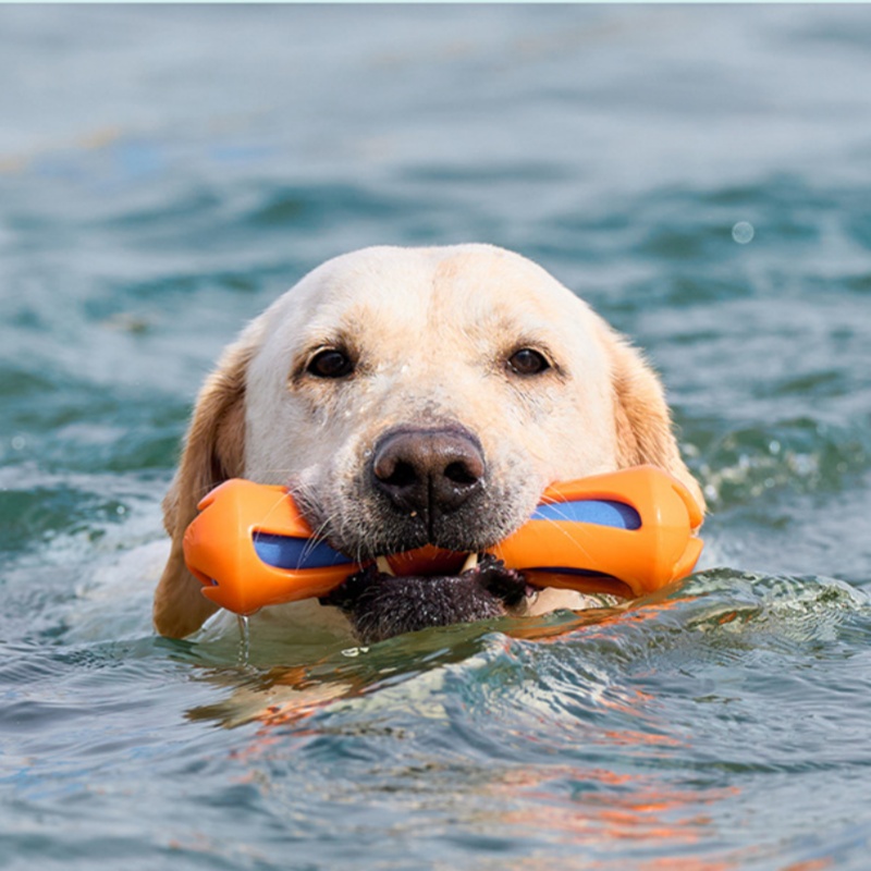 Bâton de jeu pour chiens, en T - Indestructible Dog Chew Toy avis et prix